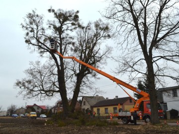 prace pielęgnacyjne przy pomnikowej lipie w Poćwiardówce, <p>fot. A. Świć</p>